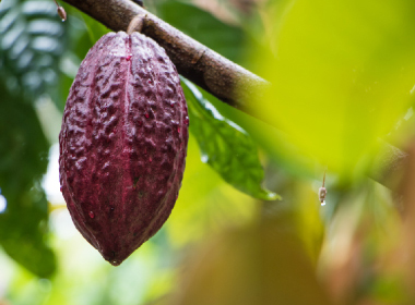 Cacao mass